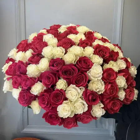 101 красно-белая роза